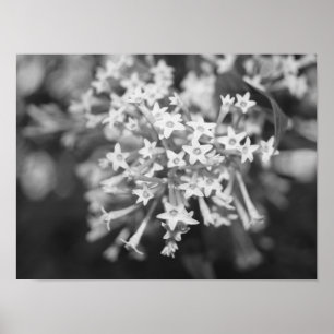 Póster Jazmín de floración nocturna