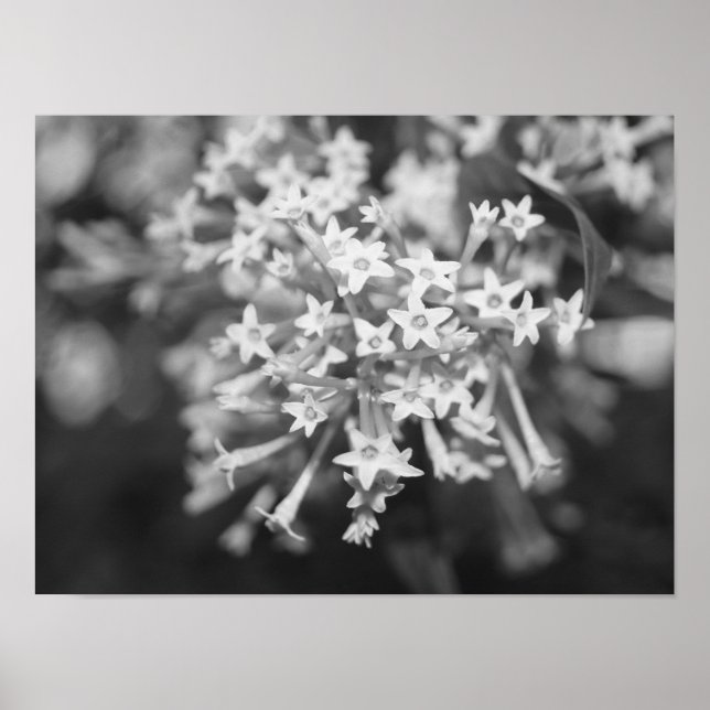 Póster Jazmín de floración nocturna (Frente)