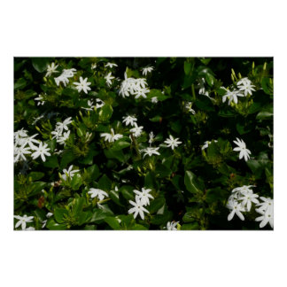 Póster Jazmín Flores Tropicales Florales Botánicas