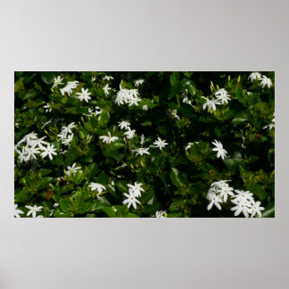 Póster Jazmín Flores Tropicales Florales Botánicas