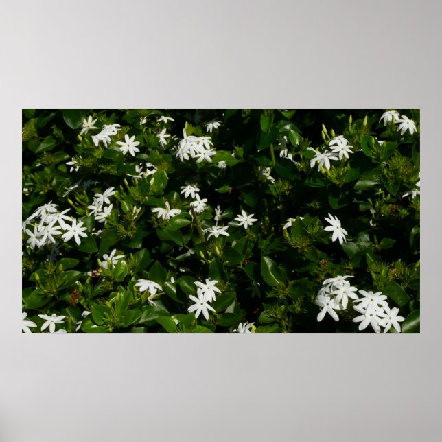 Póster Jazmín Flores Tropicales Florales Botánicas (Frente)