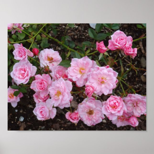 Póster Jeanne LaJoie Rose #1 Poster (Frente)