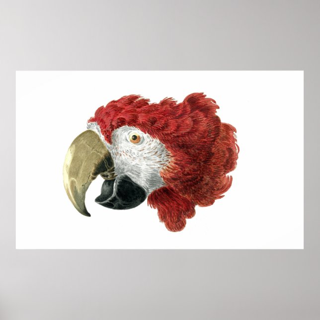 Póster Jefe de una Macaw (1725-1792) Aert Schouman (Frente)