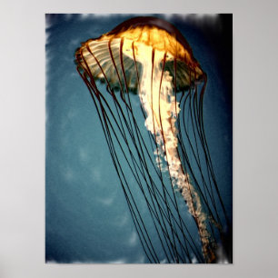 Póster jellly_fly_2643_Paint_crtd