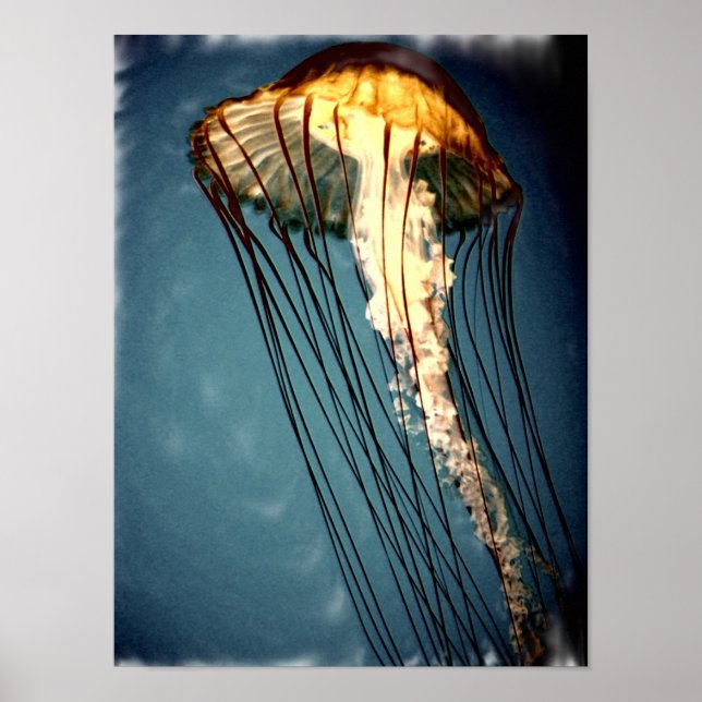 Póster jellly_fly_2643_Paint_crtd (Frente)