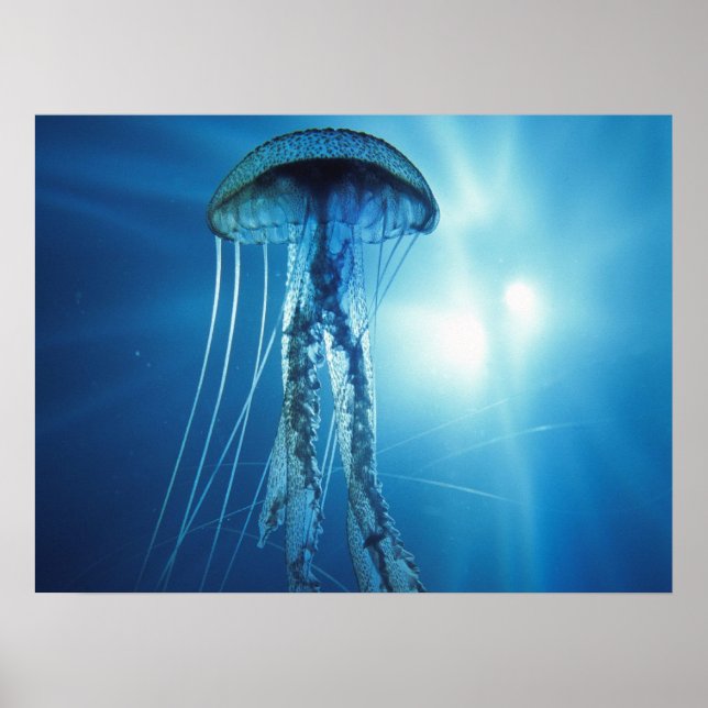 Póster Jelly Fish Poster (Frente)