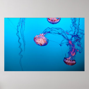 PÓSTER JELLY FISHES SUBMARINO