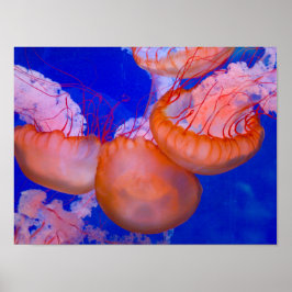 Póster Jellyfish