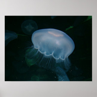 Póster Jellyfish