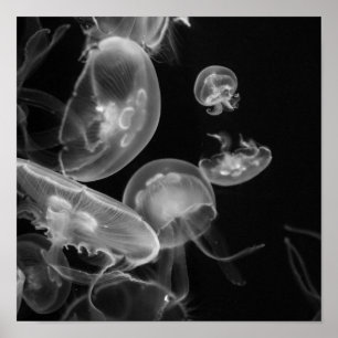 Póster Jellyfish