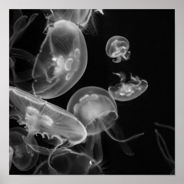 Póster Jellyfish (Frente)
