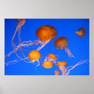 Póster Jellyfish