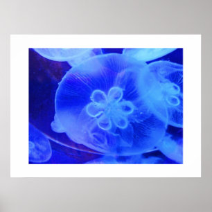 Póster Jellyfish