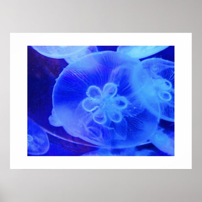 Póster Jellyfish (Frente)