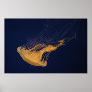 Póster Jellyfish 2