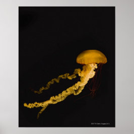 Póster Jellyfish 2