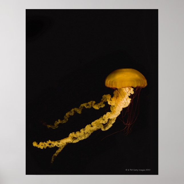 Póster Jellyfish 2 (Frente)