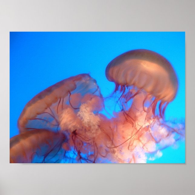 Póster jellyfish 4 (Frente)