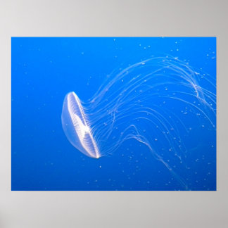 Póster jellyfish-474059 tentáculos de medusa venenosos un