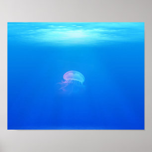 Póster jellyfish-698521 MAR CREATURES ANIMALES OCEAN AZUL