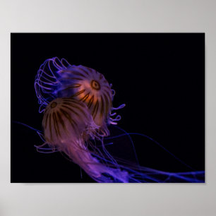 Póster Jellyfish Dance Partners