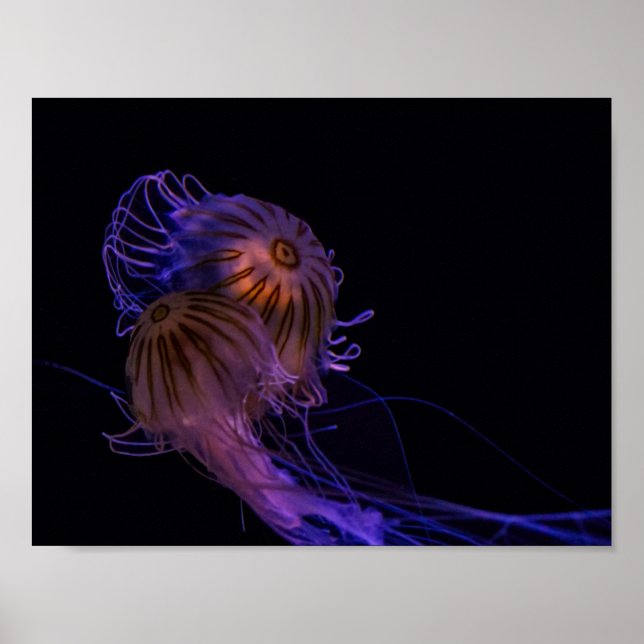 Póster Jellyfish Dance Partners (Frente)