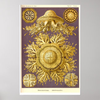 Póster Jellyfish - Discomedusae - Ernst Haeckel