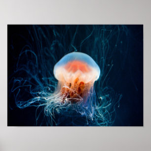 Póster Jellyfish Underwater - Dark Glow