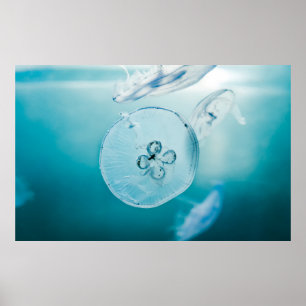 PÓSTER JELLYFISHES UNDERWATER