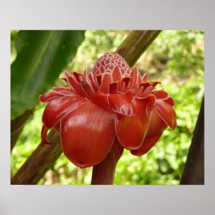 Póster Jengibre Antorcha Roja Flor Tropical Fotografía