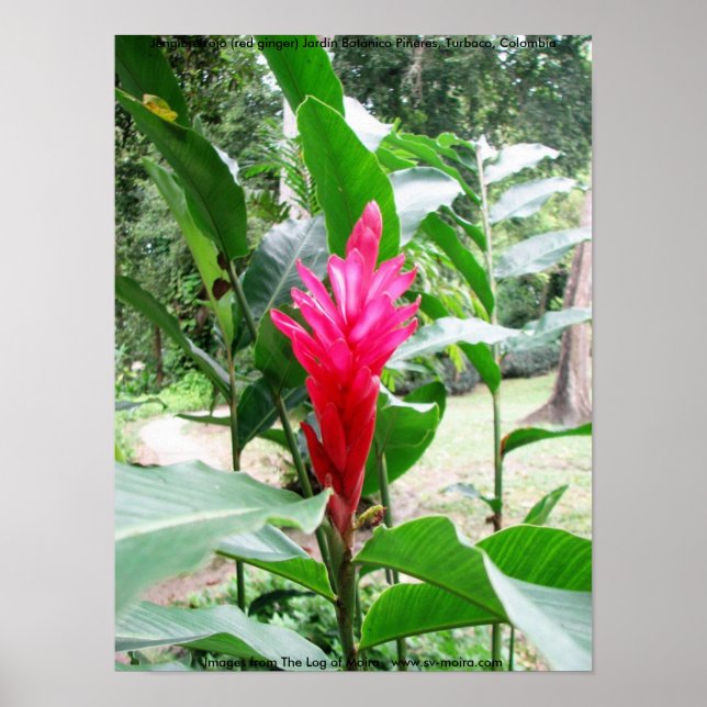 Póster Jengibre (jengibre rojo) (Frente)