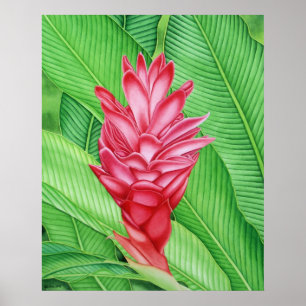 Póster Jengibre rojo Acuarela