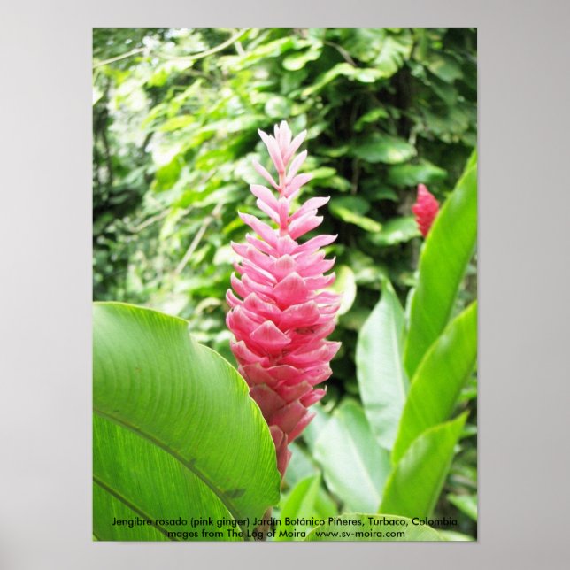 Póster Jengibre rosado (jengibre rosa) (Frente)