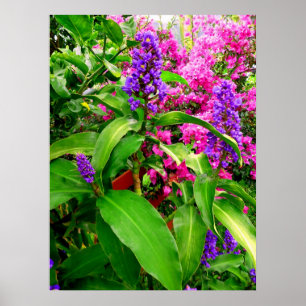 Póster Jengibre y Bougainvillea azules