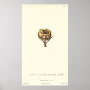 Póster ¡Jerarquía adorable de los colibríes con cresta -