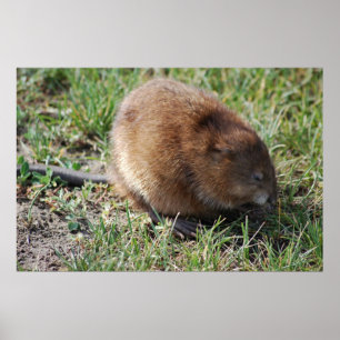 Póster Jerry el muskrat