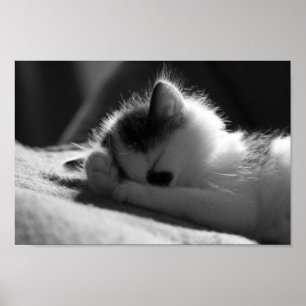 Póster Jessy Jane - Small poster