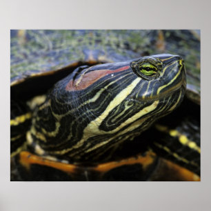 Póster Jicotea de oreja roja, Trachemys scripta elegans, 