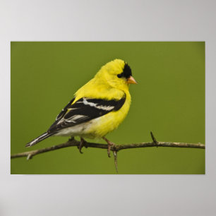 Póster Jilguero americano macho en plumaje de reproducció