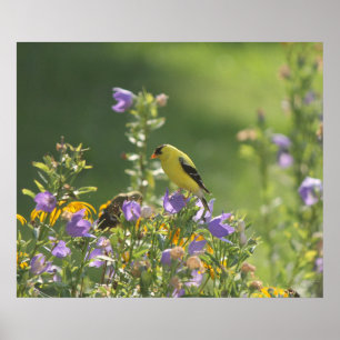 Póster Jilguero en una Flor de Campanilla