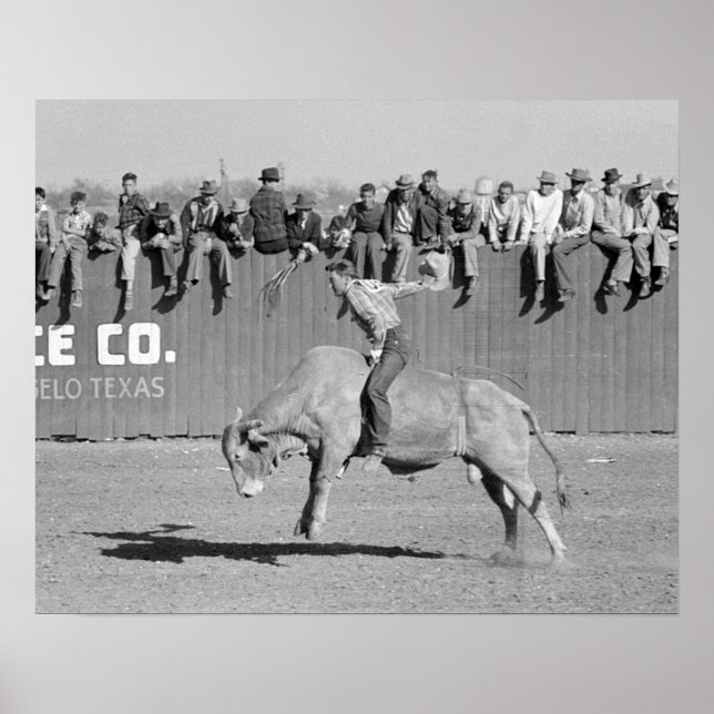 Póster Jinete de Toro de Rodeo, 1940. Foto Antiguo (Frente)