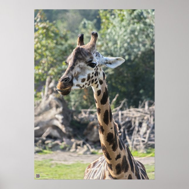 Póster Jirafa (Frente)