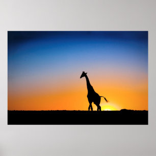 Póster Jirafa en el poster central de Kalahari A PARTIR