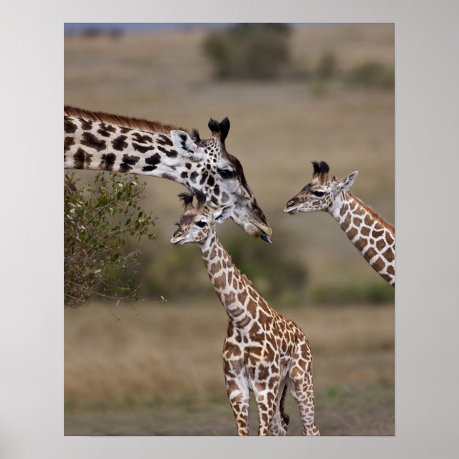 Póster Jirafa Masái (Giraffa tippelskirchi) (Frente)