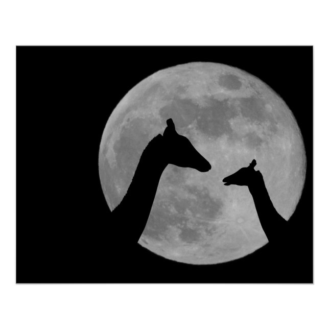 Póster Jirafas en noche de luna llena (Anverso)