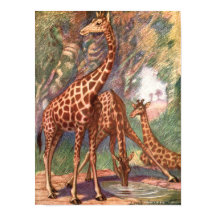 Jirafas por Louis Sargent, Animales Africanos Vint