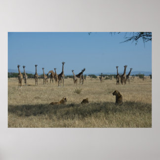 Póster jirafas y leones