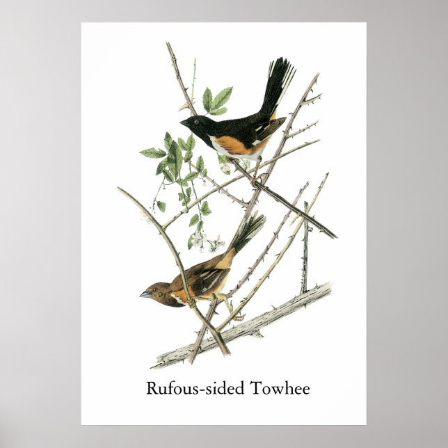 Póster John Audubon Rufous-side Towhee (Frente)