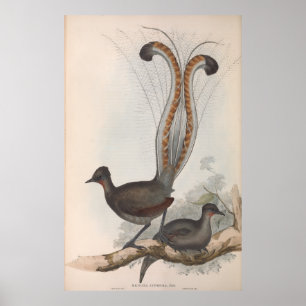 Póster John Gould Lyre Bird Illustration 1848