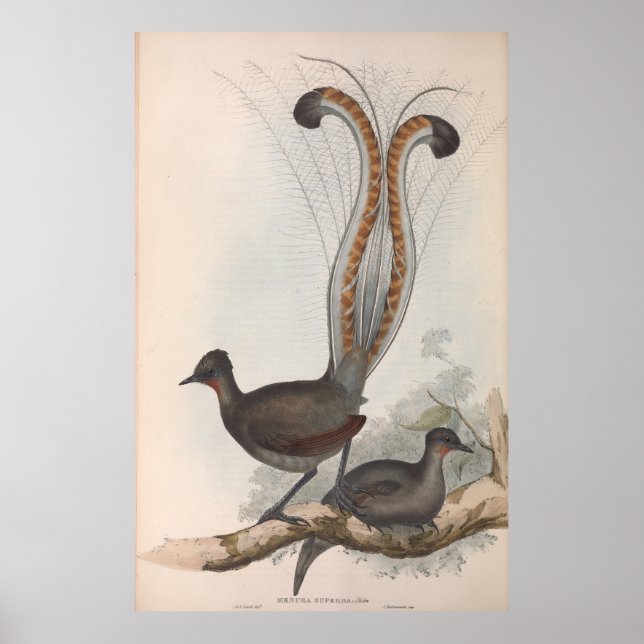 Póster John Gould Lyre Bird Illustration 1848 (Frente)